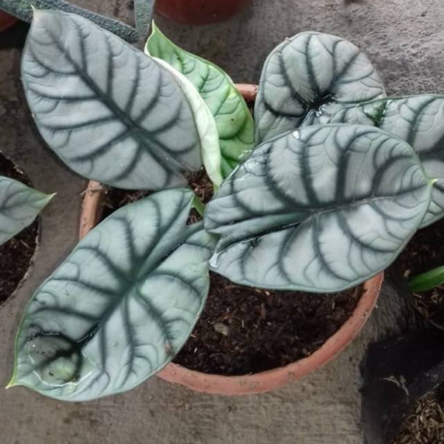 vicky_rini's tweet photo. Saya menjual Alocasia dragon silver seharga Rp45.000. Dapatkan produk ini hanya di Shopee! https://t.co/t437CGt51N #ShopeeID https://t.co/41EnuwGGUt