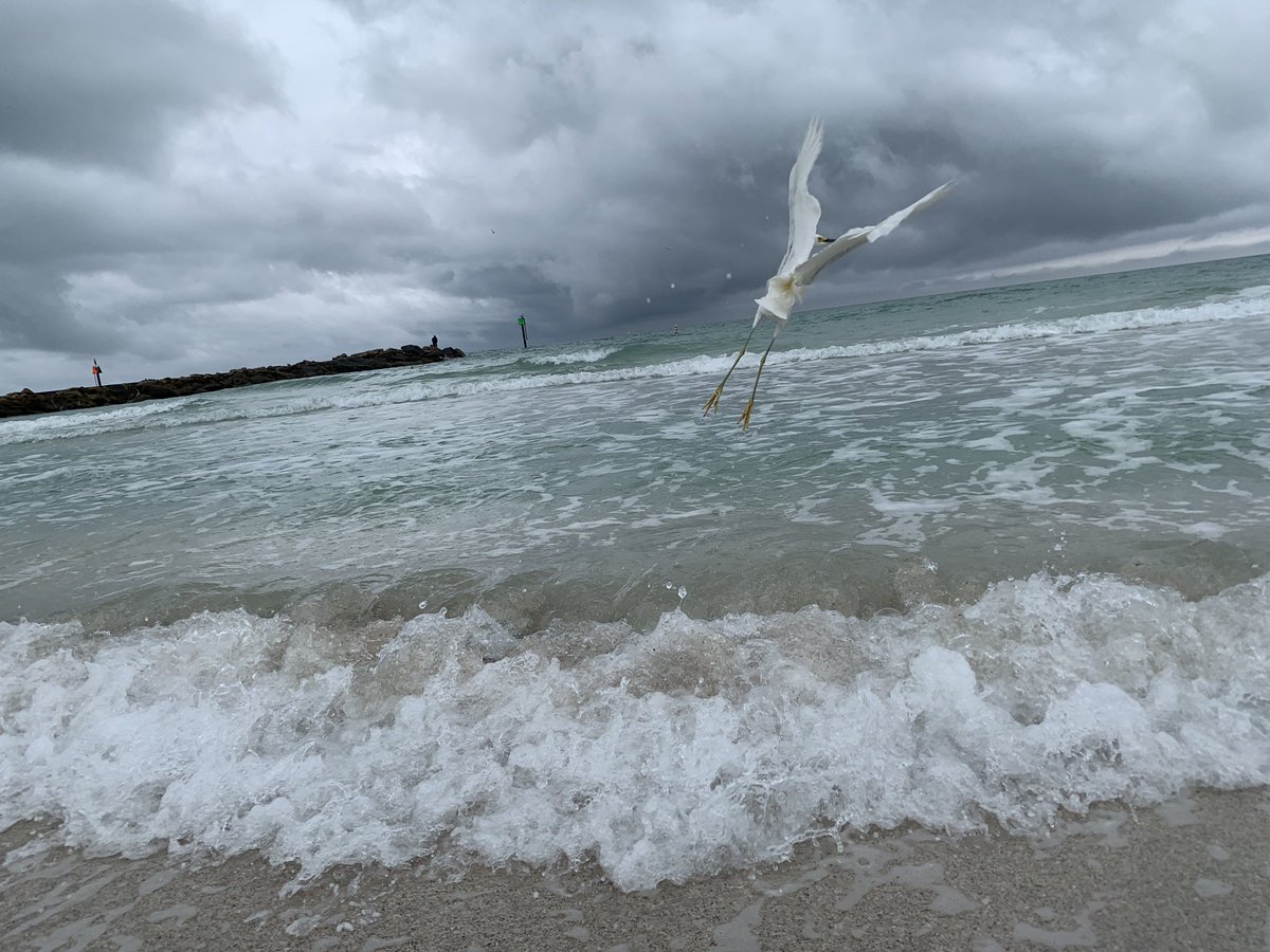 Michaelwalsh02's tweet image. Taking flight... rough seas make for good bird watching.  #caseykey @SustainSara @MoteMarineLab