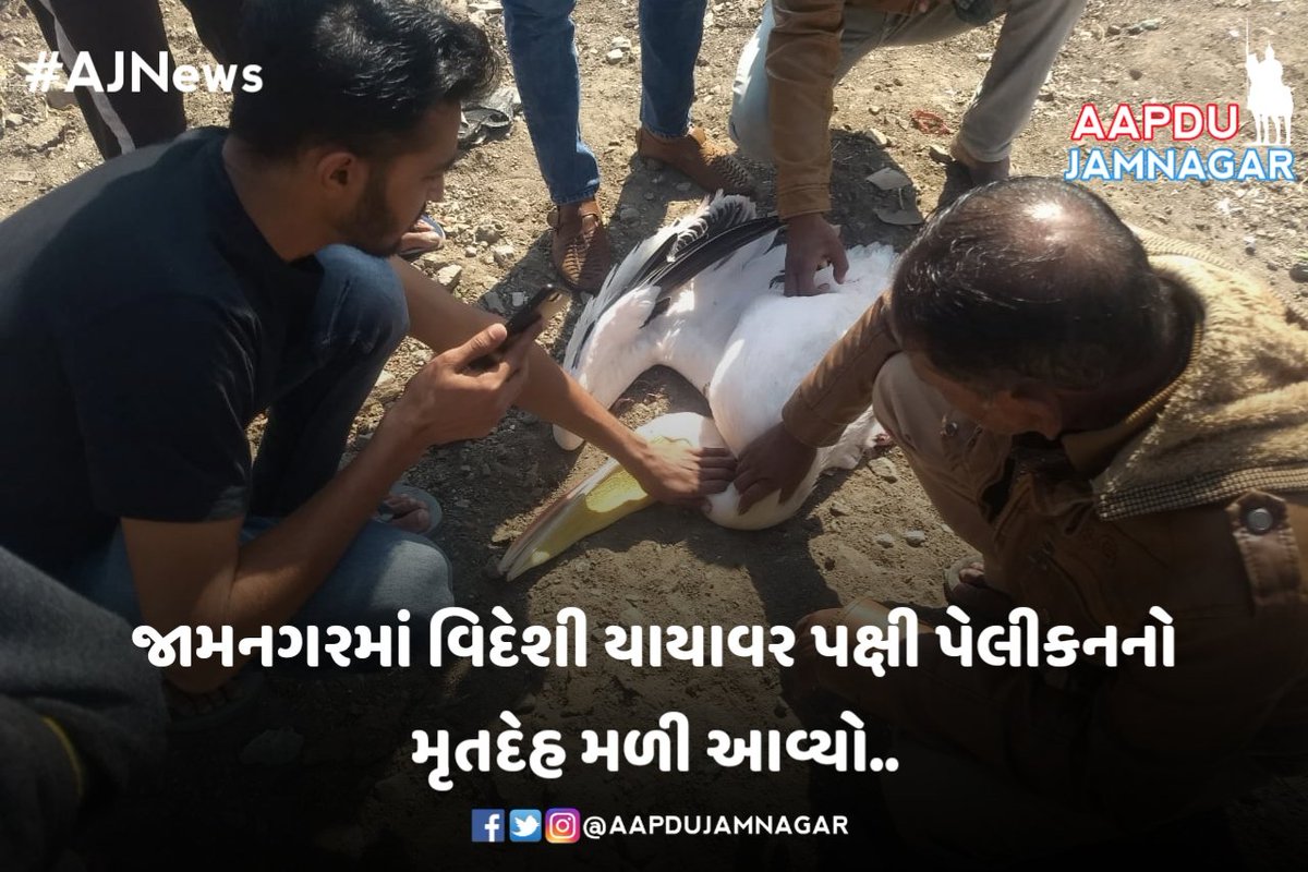 AapduJamnagar's tweet photo. જામનગરમાં વિદેશી યાયાવર પક્ષી પેલીકનનો મૃતદેહ મળી આવ્યો..
રોઝી પેલીકનનો લોહી લુહાણ હાલત માં મળ્યો મૃતદેહ..
શિયાળામાં જામનગર વિદેશી પક્ષીઓ માટે સ્વર્ગ બને છે અને અનેક પક્ષીઓ હજારો ની સંખ્યામાં જામનગરના મહેમાન બને છે..
#jamnagar #ajnews #aapdujamnagar #jamnagarupdate #jamnagarnews https://t.co/nocpcIDoHs