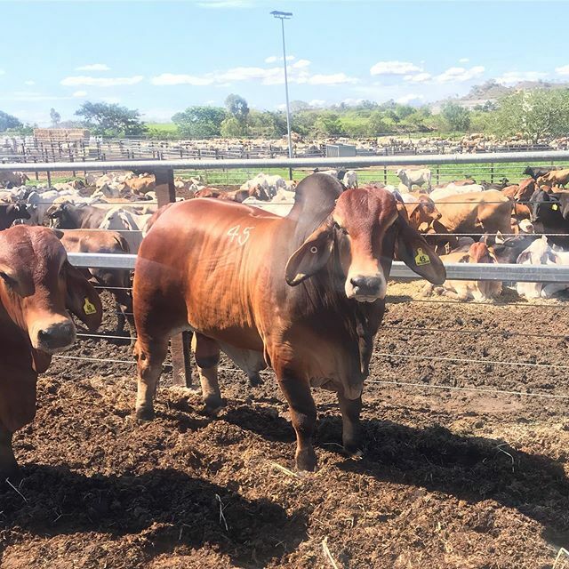rockleybrahmans's tweet photo. Brahman bulls and boat cattle. Big Country 2020 #fairyspringsbull #rockleystannisson #bigcountry2020 #charterstowers #havingalook #wetyards #positiveproducers https://t.co/u0ZaqcQmhZ https://t.co/gqyyA4NqAO