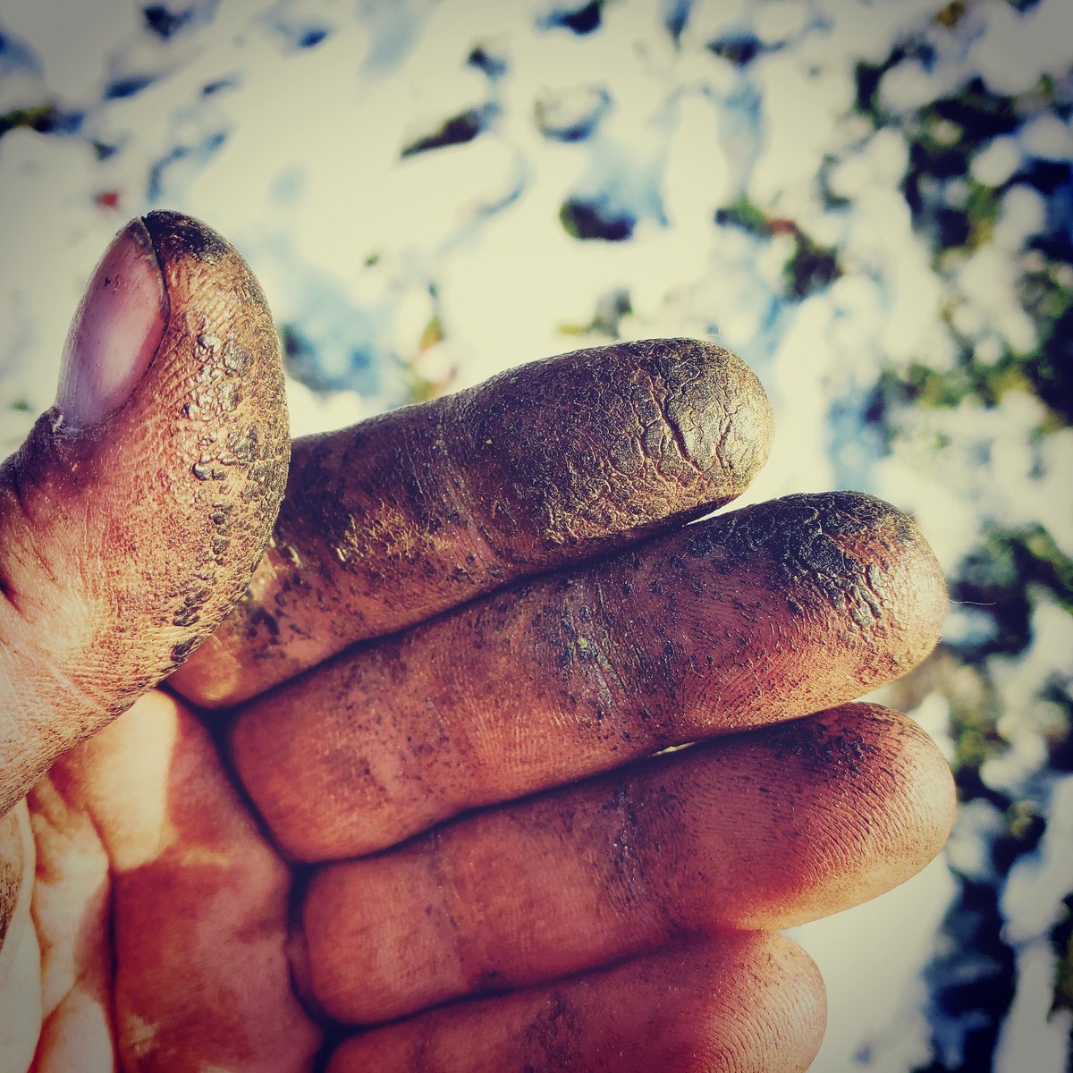lou_farm's tweet photo. Throwback to October 2019: This is why we wear gloves when hatvesting...
#FingerHash #SuverHaze #SuverHazeFlower #SuverHazeHemp #Homegrown #Hemp #Hempfarmers #hempoil #Vermontcannabiscommunity #Cannabis #VTcannabis #hempnation #Vermontcannabis #Vermont #Natural #Hemphelps https://t.co/sv96AoDBrp