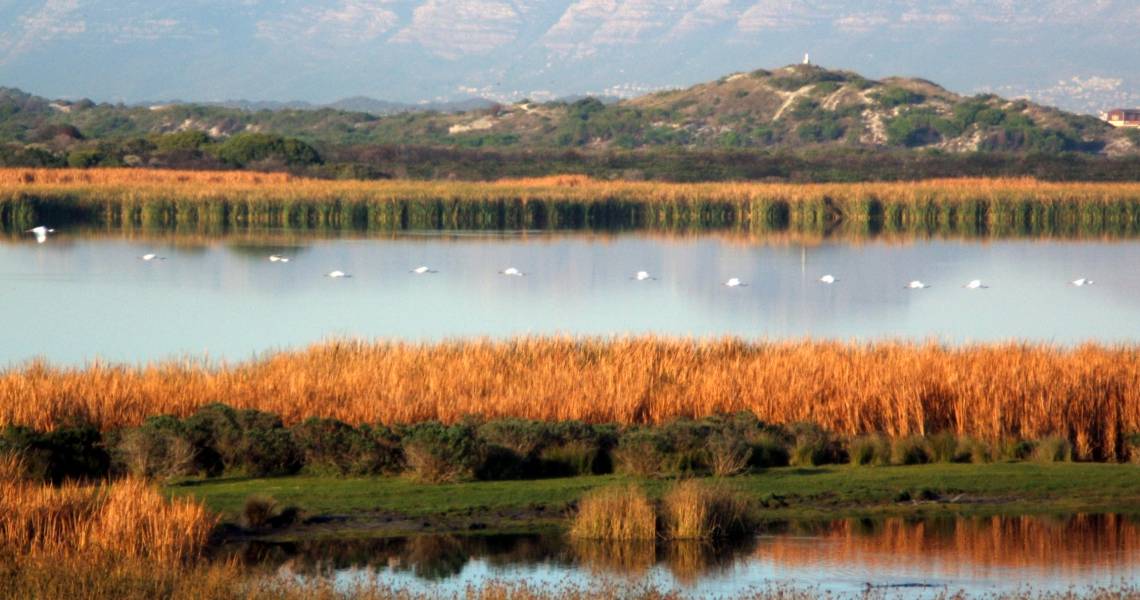 #WorldWetlandsDay is important as these spaces are habitats of rich biodiversity. Most productive ecosystems in the world. #SaveOurWetlands #WorldWetlands