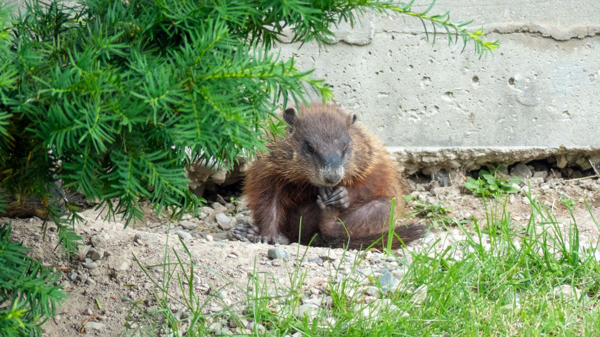 Photo of a groundhog cleaning his nails