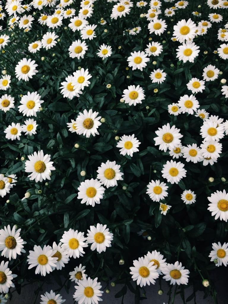 zornitsaxx's tweet photo. Daisy flower สัญลักษณ์แทนหัวใจอันบริสุทธิ์และไร้เดียงสา เดซี่เป็นดอกไม้ประจำชาวราศีเมษ 

ในตำนานโรมันดอกเดซี่นั้นหมายถึงความบริสุทธิ์และการเปลี่ยนแปลง 

หากมอบดอกเดซี่ให้ใครจะมีความหมายว่า ฉันก็รักคุณเช่นกัน แม้มันจะดูงี่เง่าเช่นไรก็ตาม ~ 🌼 https://t.co/wY4iDrjVLg