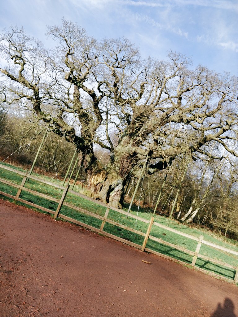 Enjoyed our walk in Sherwood Forest to visit the Major Oak <a href="/sarah_bagot/">Sarah Bagot</a> #ForestWalk #FreshAir #BackToNature