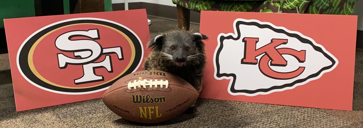 CincinnatiZoo's tweet photo. Who are you rooting for tonight? Lucille the bearcat is undecided! #SuperBowl https://t.co/4DPsF6gGOW