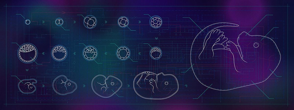Illustration of embryonic development