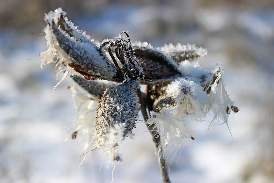 Frosty common milkweed seeds by Courtney Celley/USFWS