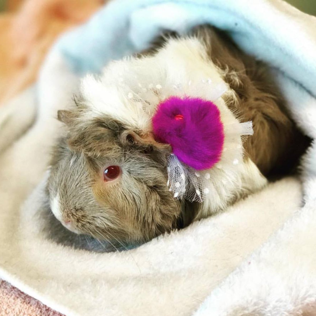 PetsGenStore's tweet image. Punxsutawney Phil's got nothing on her.