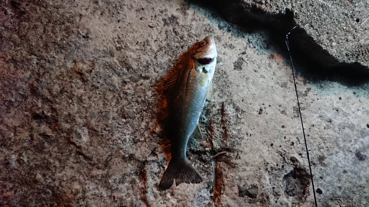 StudioMeazza's tweet photo. 馬野と釣った魚🐟 https://t.co/8c1CWwZsxm