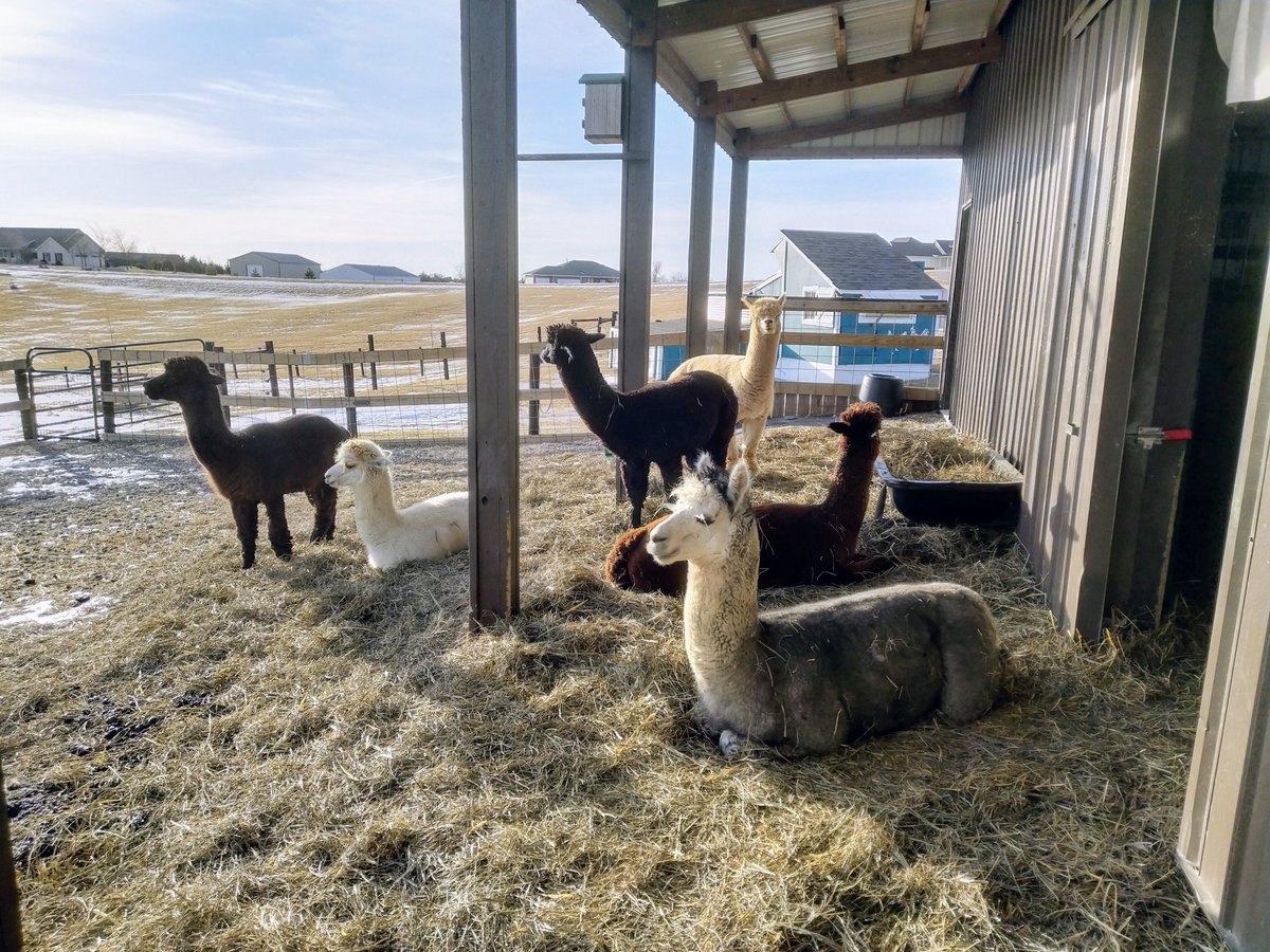 Alpaca herd relaxing in the morning light