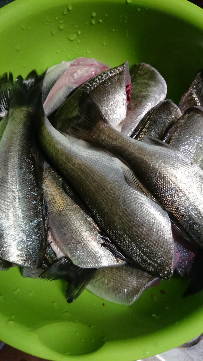 StudioMeazza's tweet photo. 馬野と釣った魚🐟 https://t.co/8c1CWwZsxm
