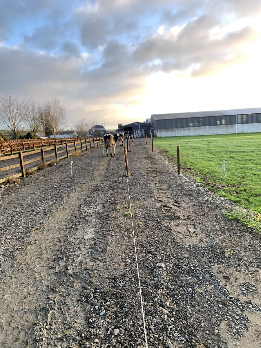 Cows tipping away nicely averaging 2.8kg/Ms in the last 24hrs @ 178 DIM. A/B Grazing for the last 2 weeks (2am - 10am, 10am - 6pm). Buffer feed available at feed barrier #teamdairy #grasstomilk #lovecows