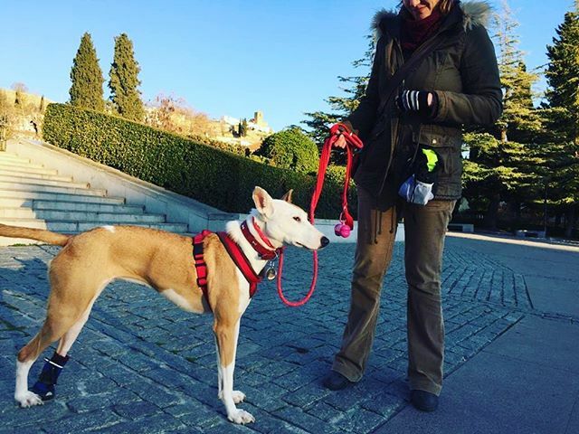 🤗Ayer nos encontramos dando un paseo por Granada a Olivia y su mami Mayka, estaban paseando, nos dio mucha alegría verlas, Olivia se puso muy contenta 😍 seguro os acordais de ella, esta guapisima 🐾
.
.
#seguimientos #olivia #adoptada #granada #ladrid… ift.tt/31gZrHv