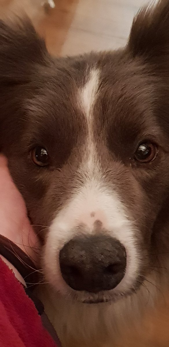 A close up of a grey and white border collie with brown eyes