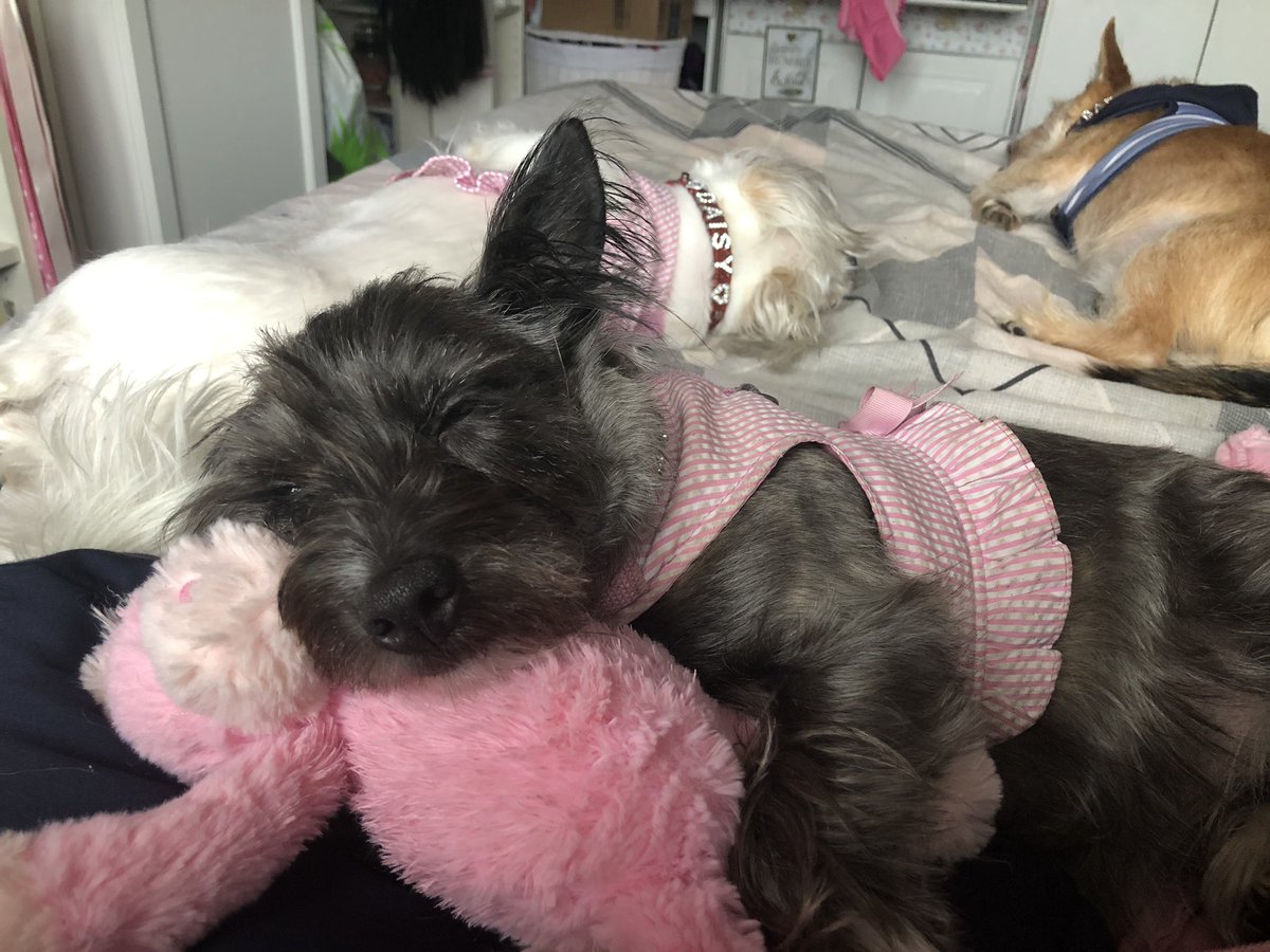 OurRescues's tweet photo. Just a girl and her unicorn 🦄🐶💗🌿 https://t.co/9R3IiENtlP
