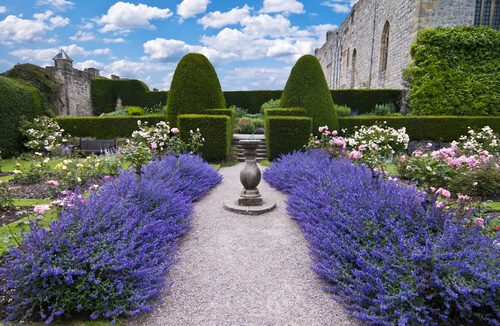 cafunger's tweet photo. Finally, A ‘Phenomenal’ Lavender That Looks Good All Winter https://t.co/OlTbVZvAO1 https://t.co/jYscxdY8yy
