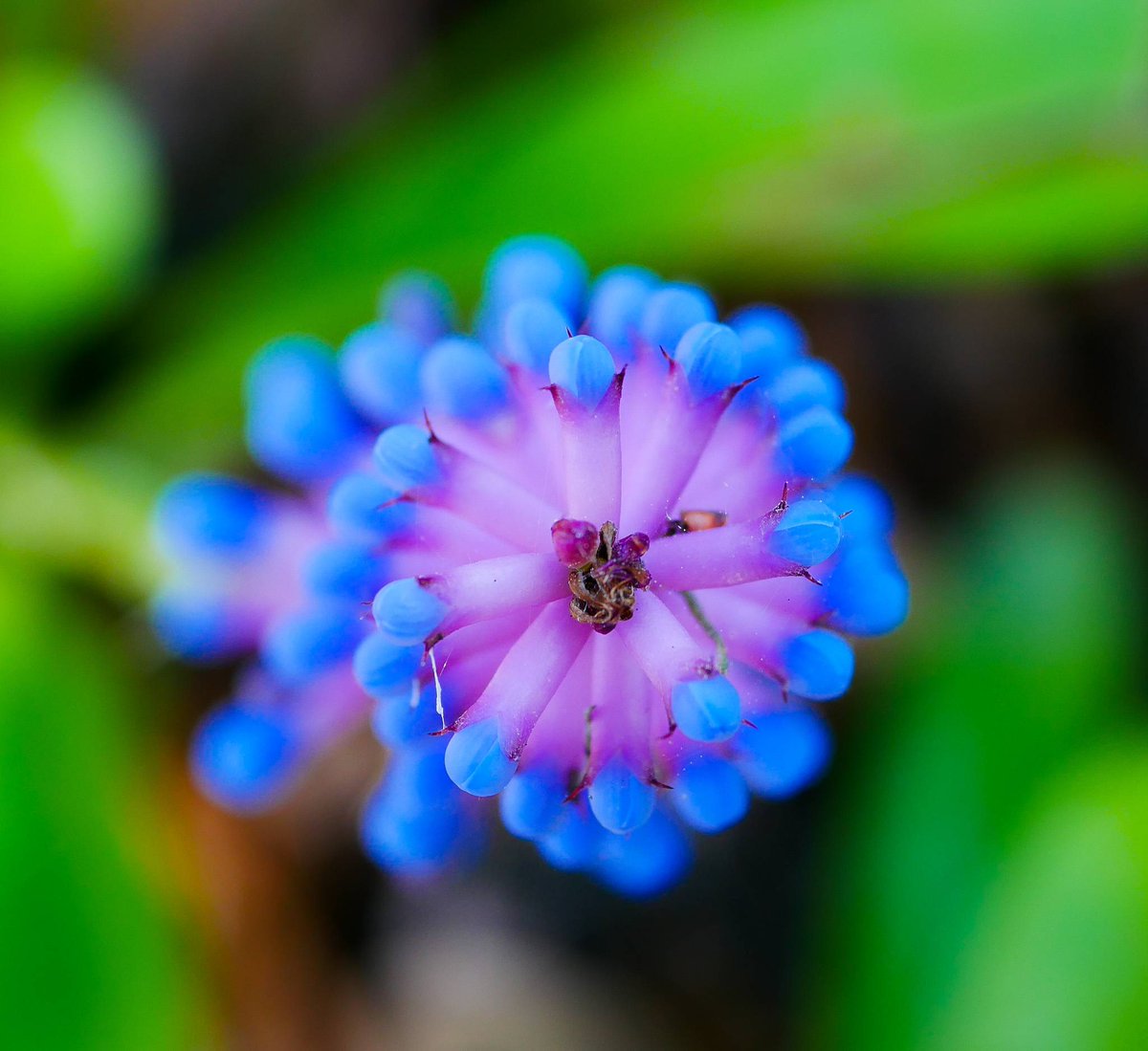 JaxArboretum's tweet photo. Matchstick Bromeliad...
#JAG #jaxarboretum #beautycloseup #amazingcolor https://t.co/jNsDDvinBs