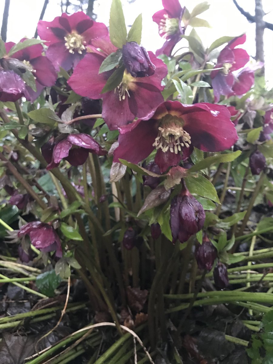 ChrisMoonMBE's tweet photo. Loving this grey winter  #SundayMorning And this is my favorite #Hellibore out much earlier than usual 😃#SundayThoughts take pleasure in simple things https://t.co/mpCzT5sQWt