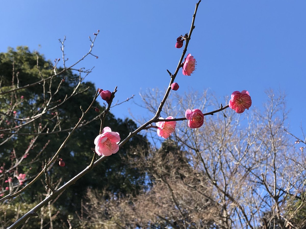 年明けからバタバタでゆっくりできなかったので、今日は新宿御苑でまったりしてました。天気もよかったし、ひとも少なくて。というかもう梅が咲いてるんですね。 