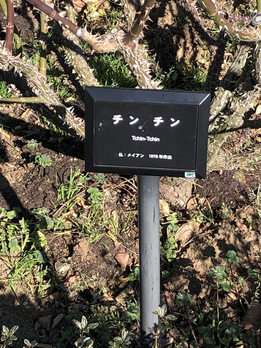 年明けからバタバタでゆっくりできなかったので、今日は新宿御苑でまったりしてました。天気もよかったし、ひとも少なくて。というかもう梅が咲いてるんですね。 