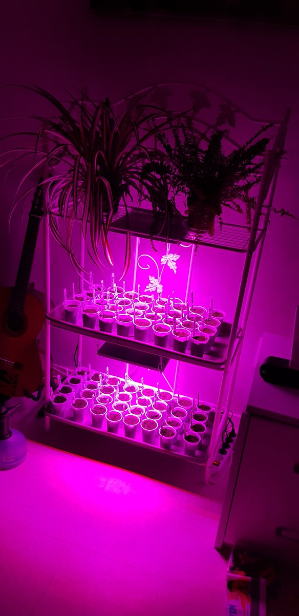 OjChillies's tweet photo. Night time Chillies. Heat, Light, calm. 🤘👊🌱🌶🔥 #seeds #sewing #growlights #heatmat #germination #gyo #chillies #oj #ojchillies #stichilli #stitches #brokeneyeguy #pokeyplantation #2020 https://t.co/UpPLLrGBKG