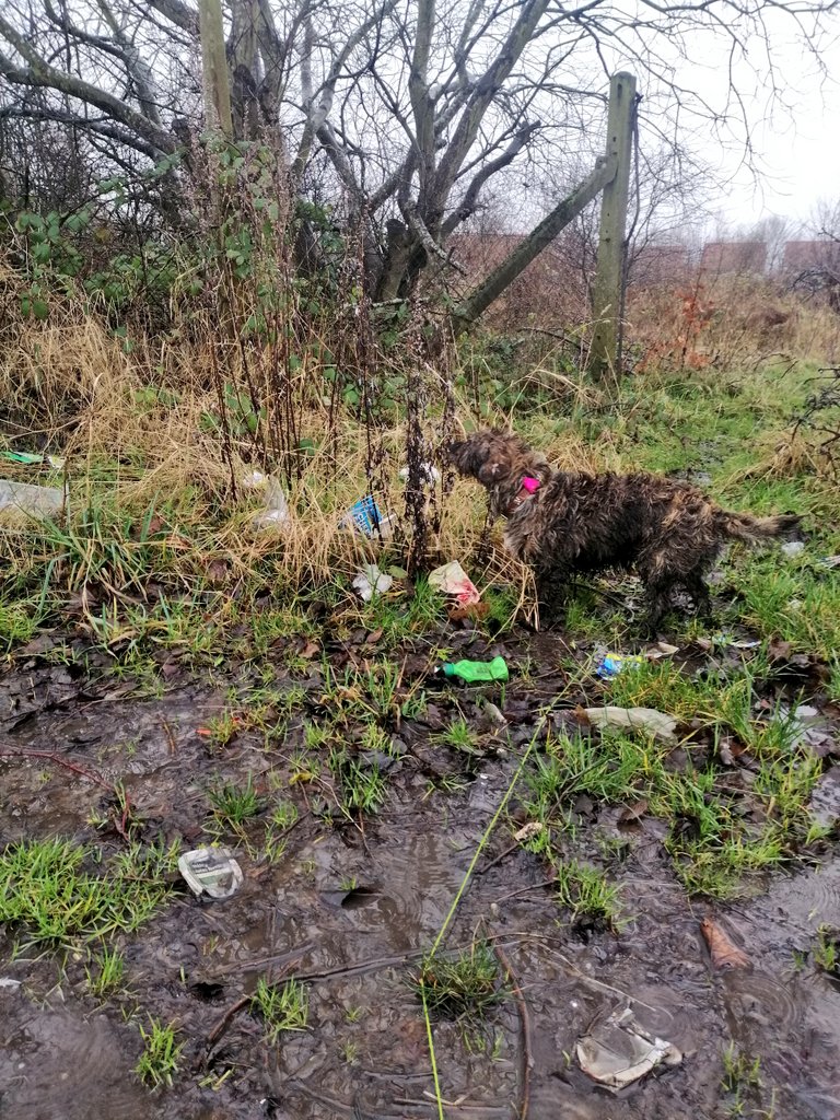 ImAnAngryDog's tweet photo. Sorry haven't been posting much on here, taken time off. But I'm back, lookin at the shite youz throw away. Anyway picked this lot up today. Seriously, #pickitup
Had to stop early to get home for my meds https://t.co/pwFY5j6ESA