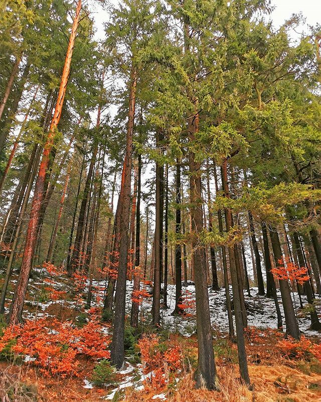 PlantamFB's tweet photo. Destul de ușor să te bucuri când stai în coloană pe Valea Prahovei. Trebuie doar să știi unde să te uiți! 😊

#prahovavalley #forest #trees #pfbro https://t.co/rfYdqb8Neh https://t.co/S8AqzMR0pX