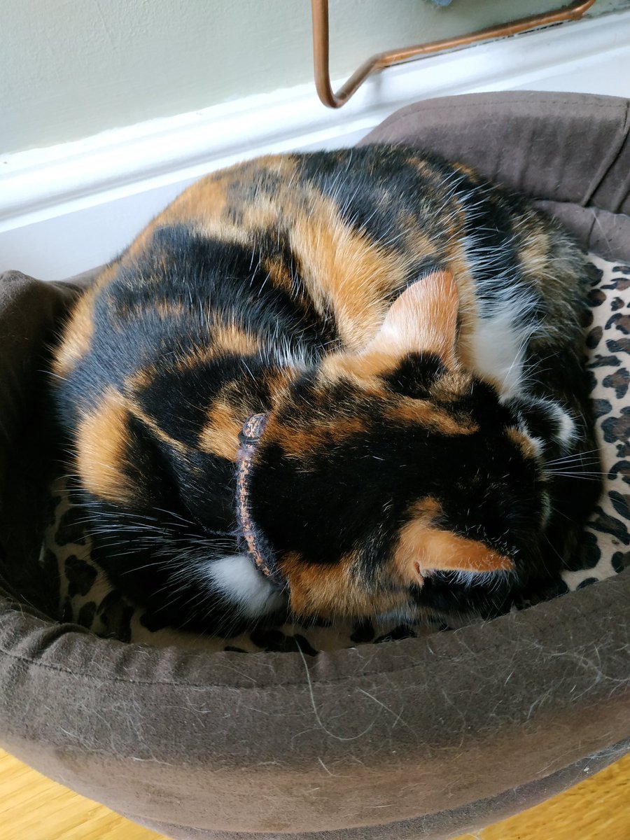 horsnell_la's tweet image. Definitely nap time, while my hoomans are here with me 😻❤️ #contentedcat