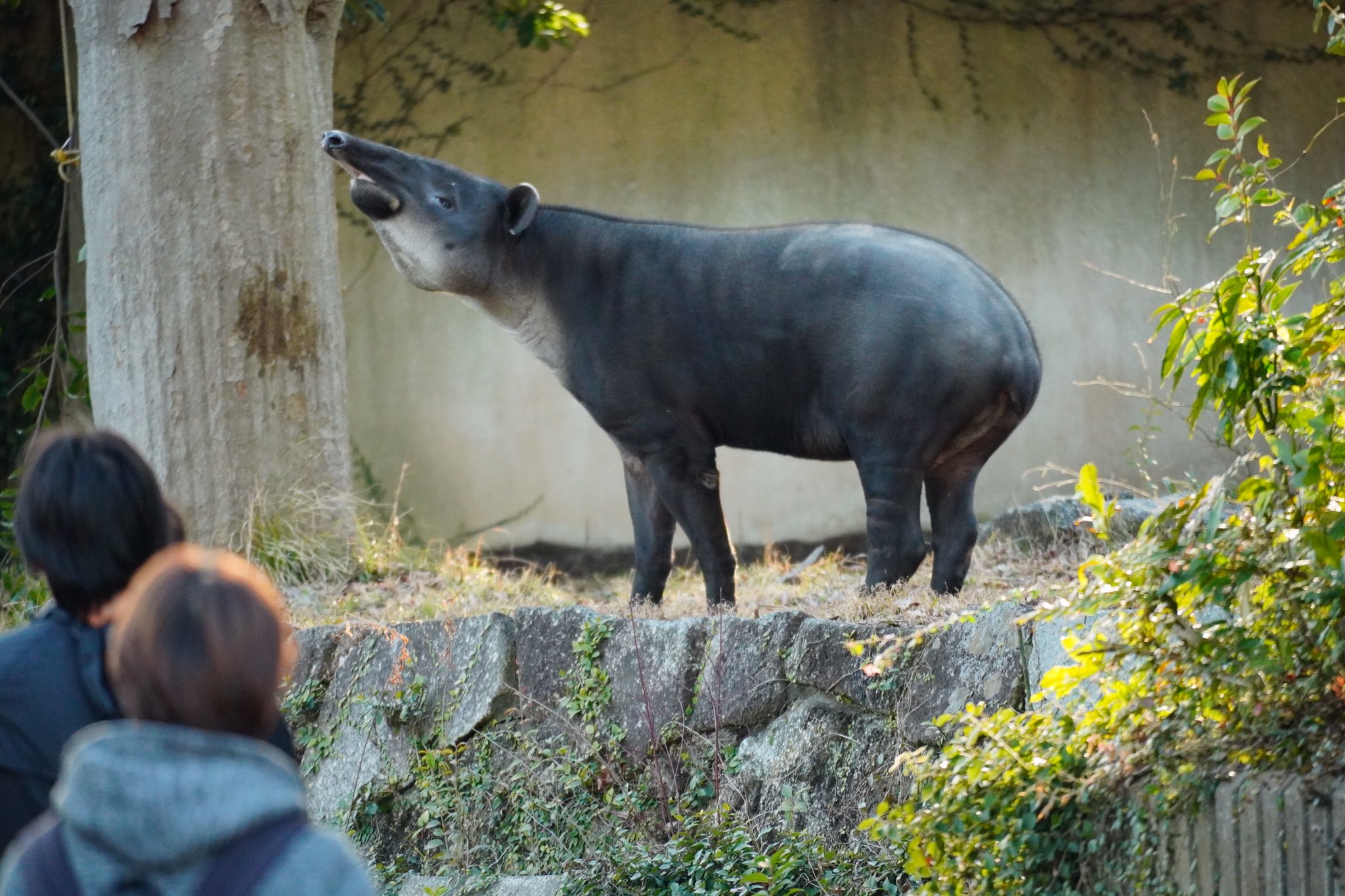 おーあ 遠目からアグア 聞かれた声 動物 バク バグ パグ ブタ マレーバク アメリカバク アリクイ ゾウ 小さいゾウ 感想 寝てるね いつも寝てるのに動いてるね 大きい 小さい 0kg アルゼンチン アグア 1人だね おしっこ よく見ると