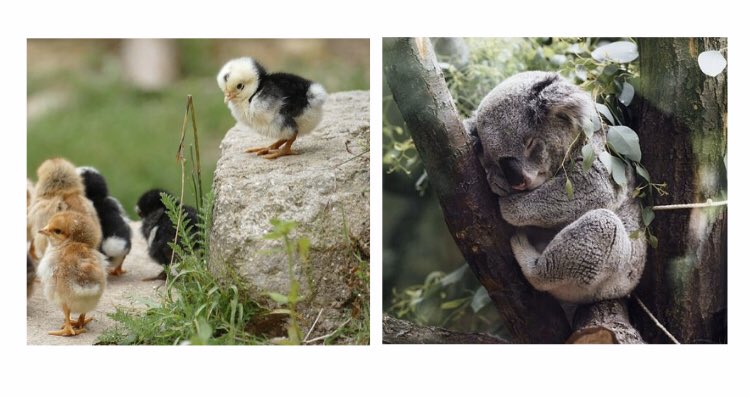 plantingstories's tweet photo. 700 MILLION chickens killed for Super Bowl and no one gives af.

1 koala saved from a fire and it’s news all over the world.

We should cherish all animals. https://t.co/ErltX96cj0
