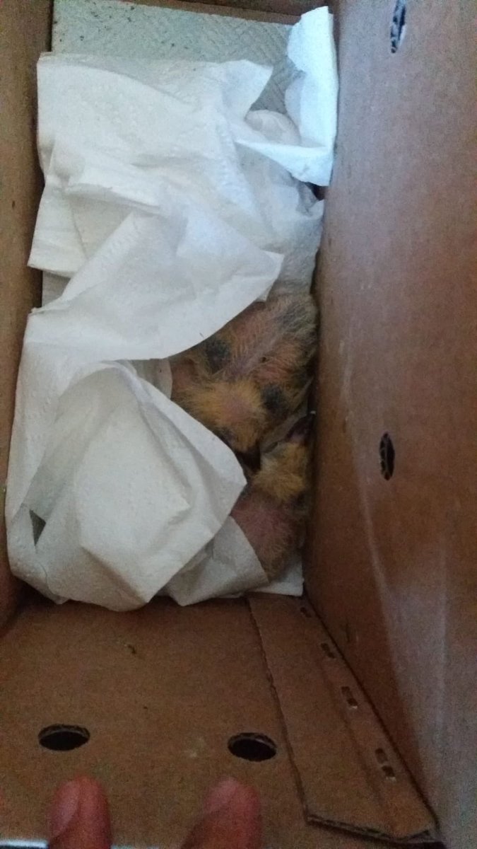 One of our volunteers saw construction work on a bridge to remove #pigeons, their #nests and their #children from their homes to fit cruel #netting or #spikes to permanently evict these #beautiful #gentle #birds These workers kindly allowed us to rescue the babies so they’re safe