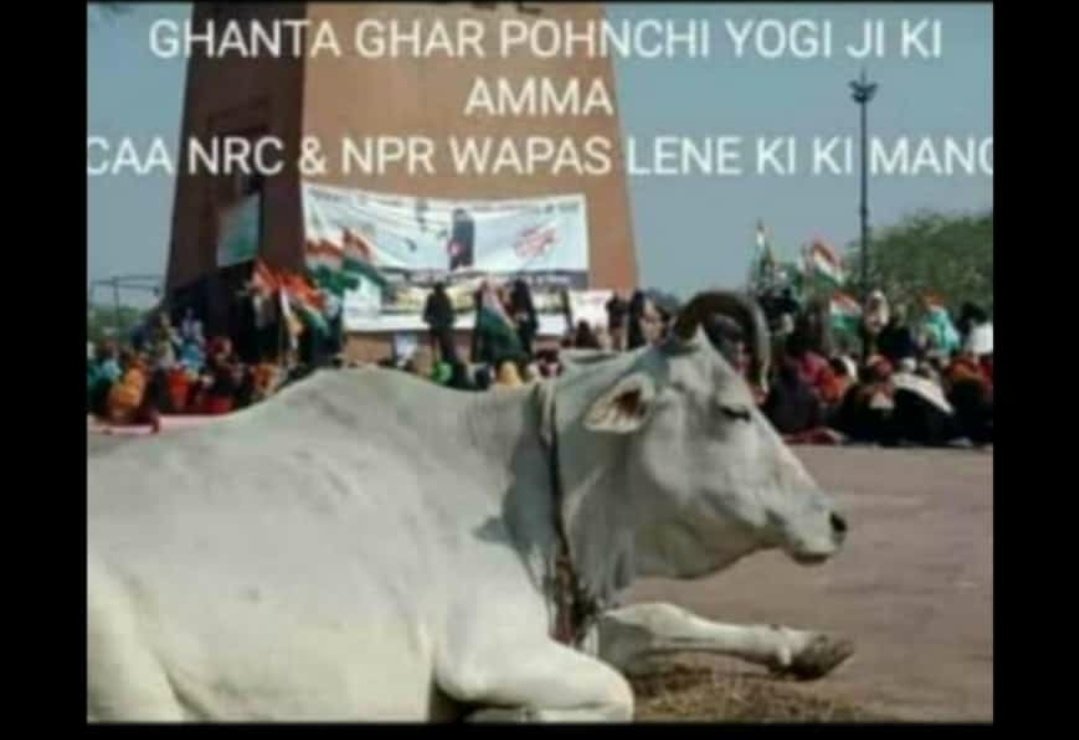 shahbaazk8174's tweet photo. गाय माता भी पहुची घंटाघर #NRCCAA के खिलाफ #NRCCAAprotest https://t.co/4YtKWXPgZc