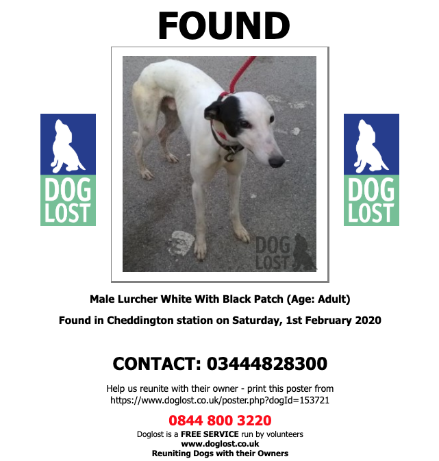 DogLostUK's tweet photo. https://t.co/jt1sXwNKjV  
#FOUND  #DOG  Male  #Lurcher 
Found #Cheddington station #LU7  
Saturday, 1st February 2020
#Foundog      https://t.co/DT7pUq9laq  @VetsGetScanning @SAMPAuk_ @Find_Roxy https://t.co/Z8OE2LmHhd