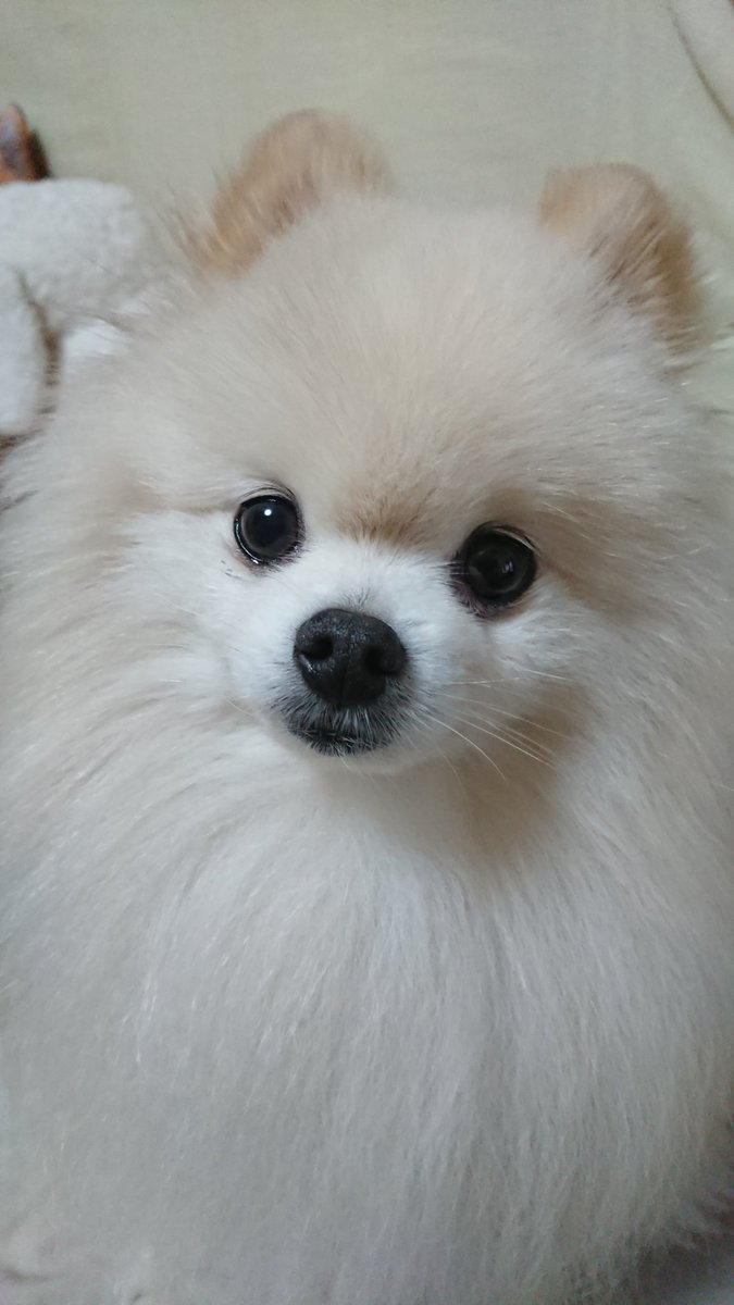 kanoshioreo's tweet photo. かのん、しおん、れおんと
のんびり暮らしてます☺️
よろしくお願いいたします🐶🌸 https://t.co/oTRWAYUKkL