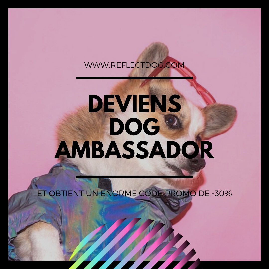 DogReflect's tweet image. Contactez-nous 🐶