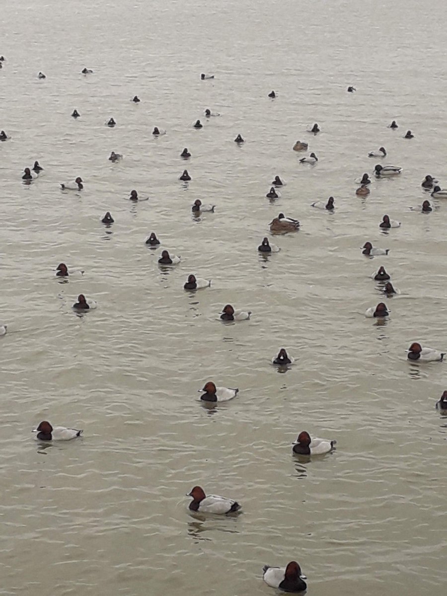 #WorldWetlandsDay living in the Fens the wetlands are my favourite feature of the local landscape. Feeding time <a href="/WWTWelney/">WWT Welney</a> provided welcome family respite this Christmas