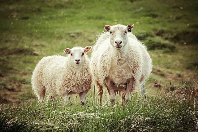 Typical view in Iceland when driving along the fjords

#sheep #iceland #imissiceland #sheepworld #sheepofinstagram ift.tt/2uRORdL