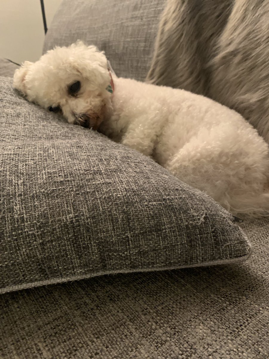 Mum just got my account blocked because she put in my date of birth and Twitter thought it was me using it underage! Really good they check though! <a href="/jenny_bichon/">Jenny and Dolly</a> <a href="/Monty_Bichon/">Monty The Bichon</a> @mollier77 @GeorgeBichon <a href="/WalshKim/">kim walsh</a> <a href="/WBichon/">Winky the bichon</a>