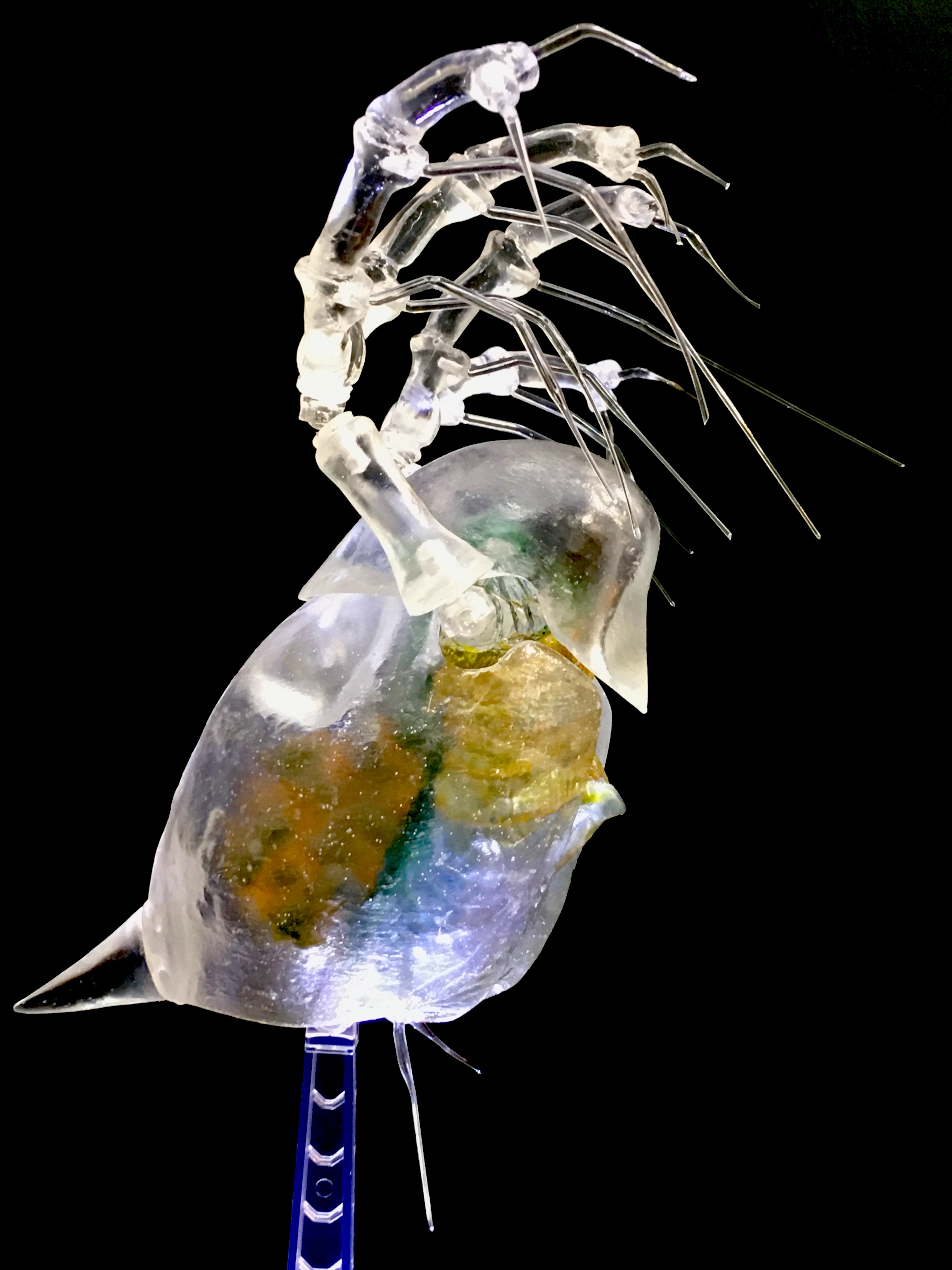 サカマタ商事 ミジンコ Water Flea 透明ボディに透ける頭部の単眼 胴体の内部構造を再現 第二触腕が可動 ミジンコバタフライアクションが可能 T Co H9xz6bloge Twitter