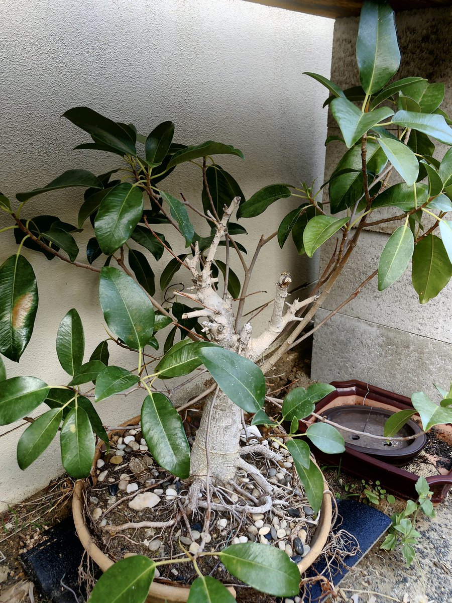 BonsaiEtcetera's tweet photo. Some pre bonsai work to my mother-in-law’s Moreton bay fig. Last photo is a before photo.

#Bonsai #bonsaitree #bonsaigarden #bonsailife #bonsailovers #bonsailove #bonsaiart #bonsaiwork #instabonsai #bonsaicare #moretonbayfig #figbonsai #ficusmacrophylla #ficusbonsai #bonsaipots https://t.co/puq09iIeIr
