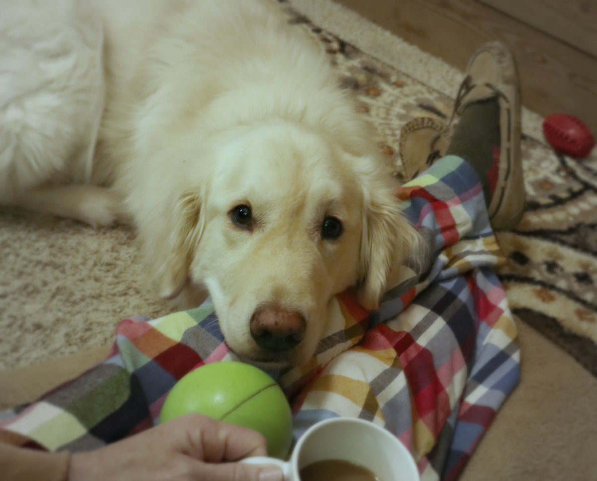 White fluffy Golden retriever dog is lying with his head on a persons lap looking up with deep brown eyes lovingly. The person is wearing multi-colored flannel pajama pants, gray socks, and tan slippers. You can see the persons hand on their lap holding a coffee mug w/ coffee. There is also a green ball in the persons lap. The background is wood and a tan, brown, and black patterned rug. 