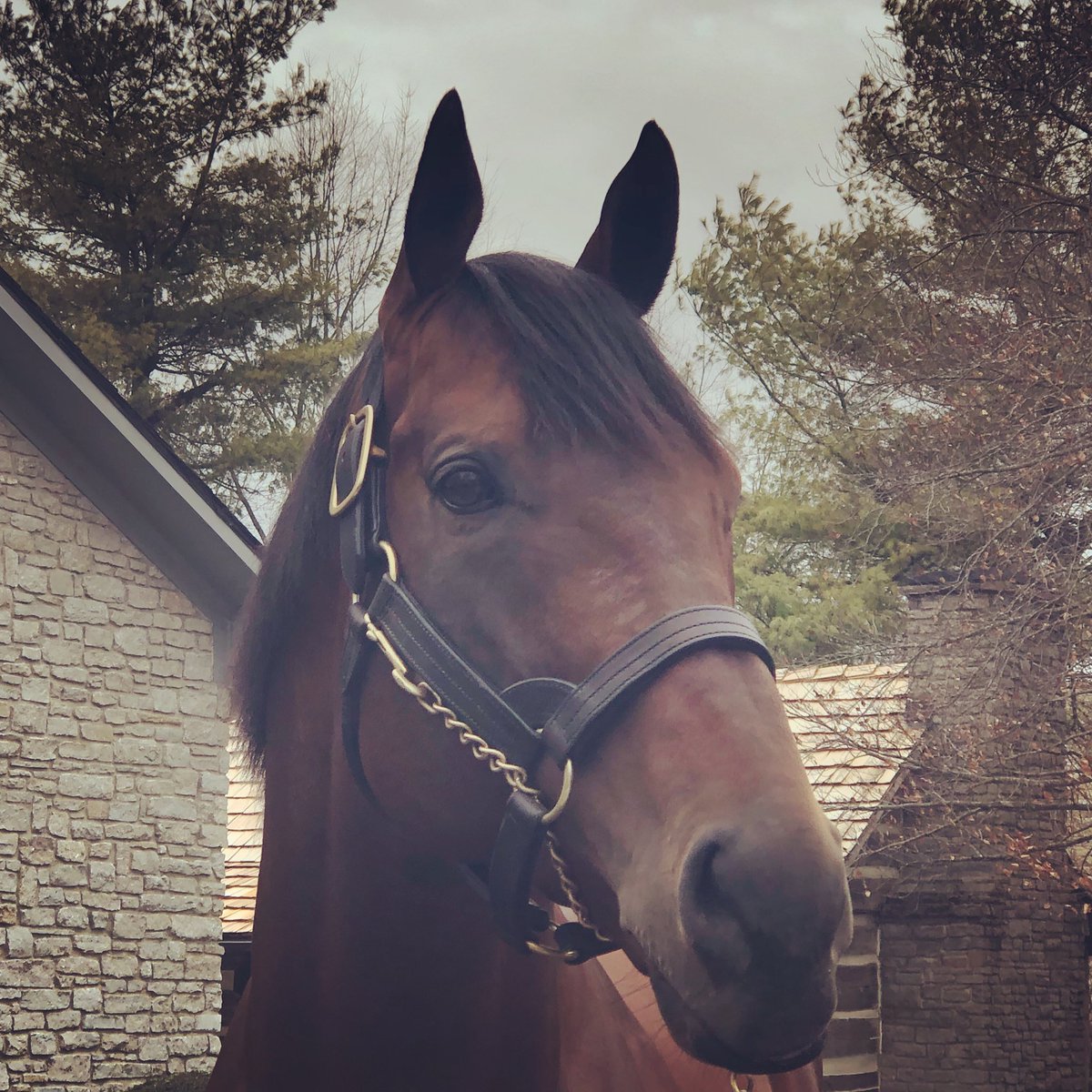 reservewoodford's tweet photo. 🎶 Woodford County is singing Happy birthday to our hometown hero &amp; champion, American Pharoah! 🎶 Our buddy is 8 today. Check him out at @coolmoreamerica off our majestic #McCrackenMile.  #reservewoodford #mywoodfordway  #VisitWoodford #ExploreYourTown https://t.co/rCu79eCJQk