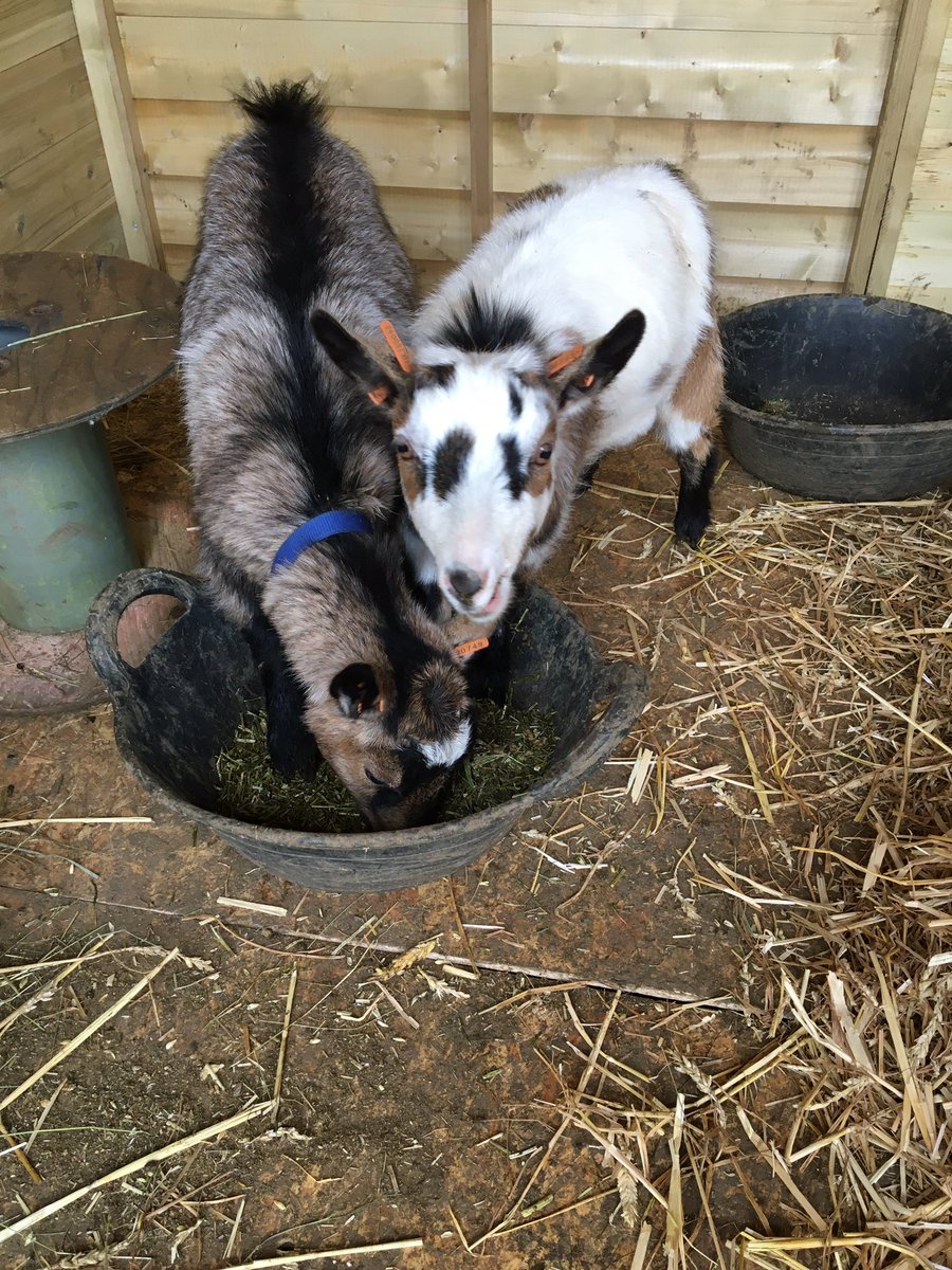 LittleStanion's tweet photo. Toddie and Bertie have settled into their new stable. Lots of playground adventures to enjoy with them next week to celebrate #ChildrensMentalHealthWeek @Place2Be https://t.co/Uw0JrWgANW