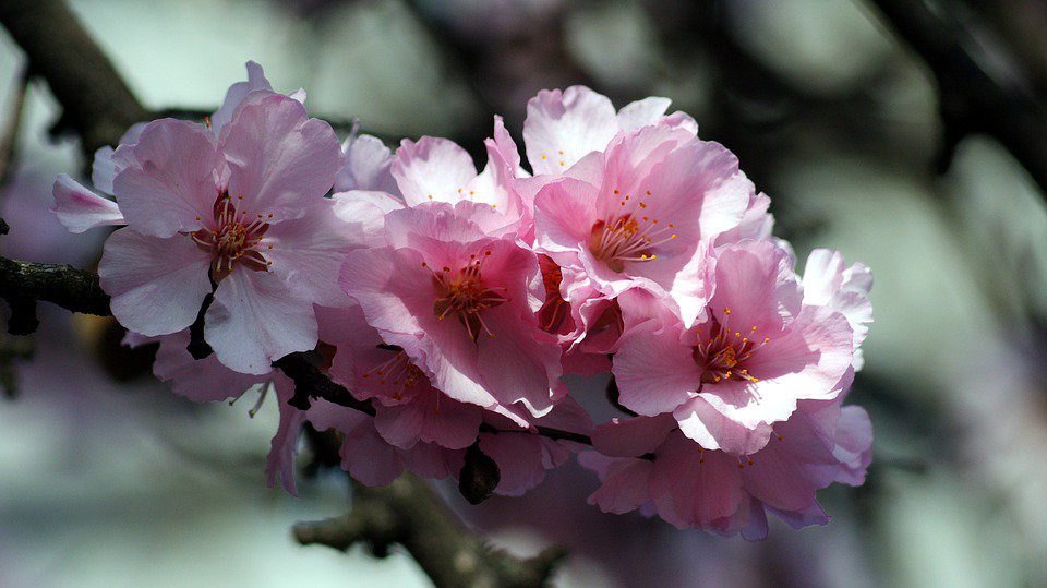 世界の花図鑑 桃の花 花言葉は 天下無敵 この花言葉は古事記でイザナギノミコトが 桃を投げて鬼を退散させたことから付けられましたそうです 世界の花図鑑 桃の花 花言葉は 天下無敵 この花言葉は古事記でイザナギノミコトが 桃を投げて鬼を退散させたことから付けられましたそうです