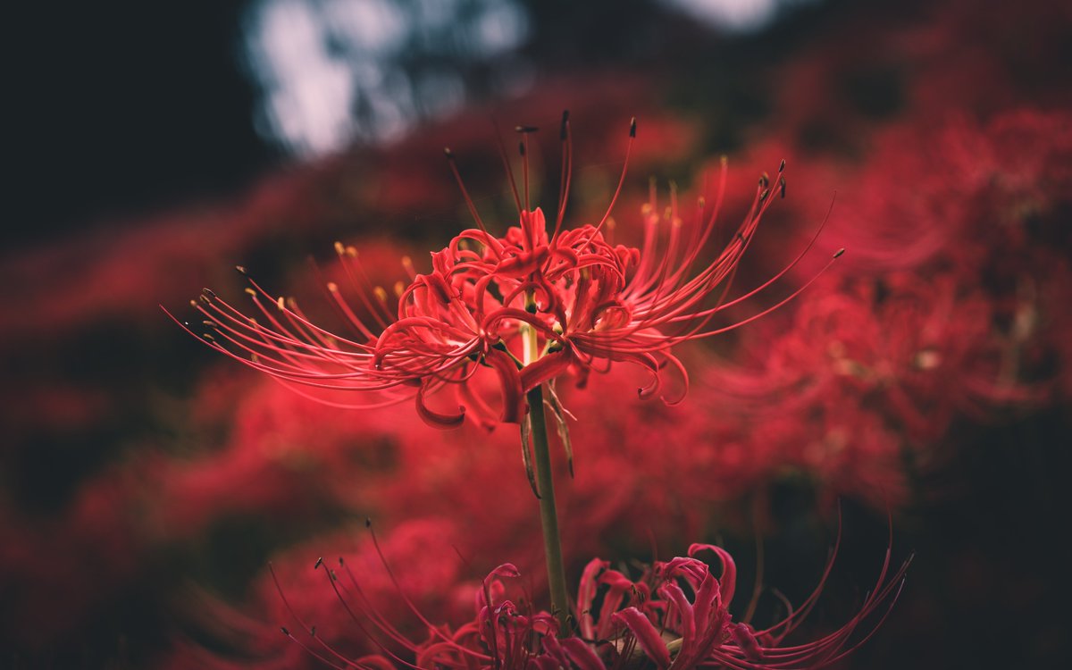 コノ芽 春休みのおかげで 去年置いたままの写真をすっかり整理しました 彼岸花 曼珠沙華 埼玉県 巾着田 降幡写真工房 Photography