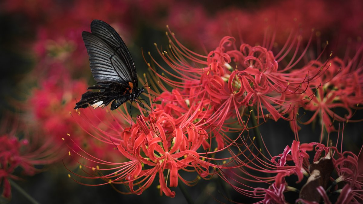 コノ芽 春休みのおかげで 去年置いたままの写真をすっかり整理しました 彼岸花 曼珠沙華 埼玉県 巾着田 降幡写真工房 Photography