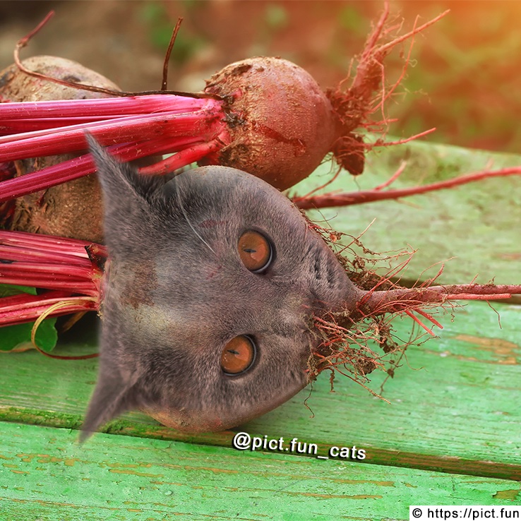 pict_fun's tweet photo. Catbeetroot 🥦
#pict_fun_cats #cats #catstagram #catsofinstagram #meowed #catmemes #purr #cats_of_world #catsoftwitter #catlovers #lovecats #kawaii #cutecats #purrfect #cutecat #pet #meow #petsagram #petsoftwitter #kitty #animals #cute #cuteanimals #beetroot #catbeetroot https://t.co/VbbL0M1CrI