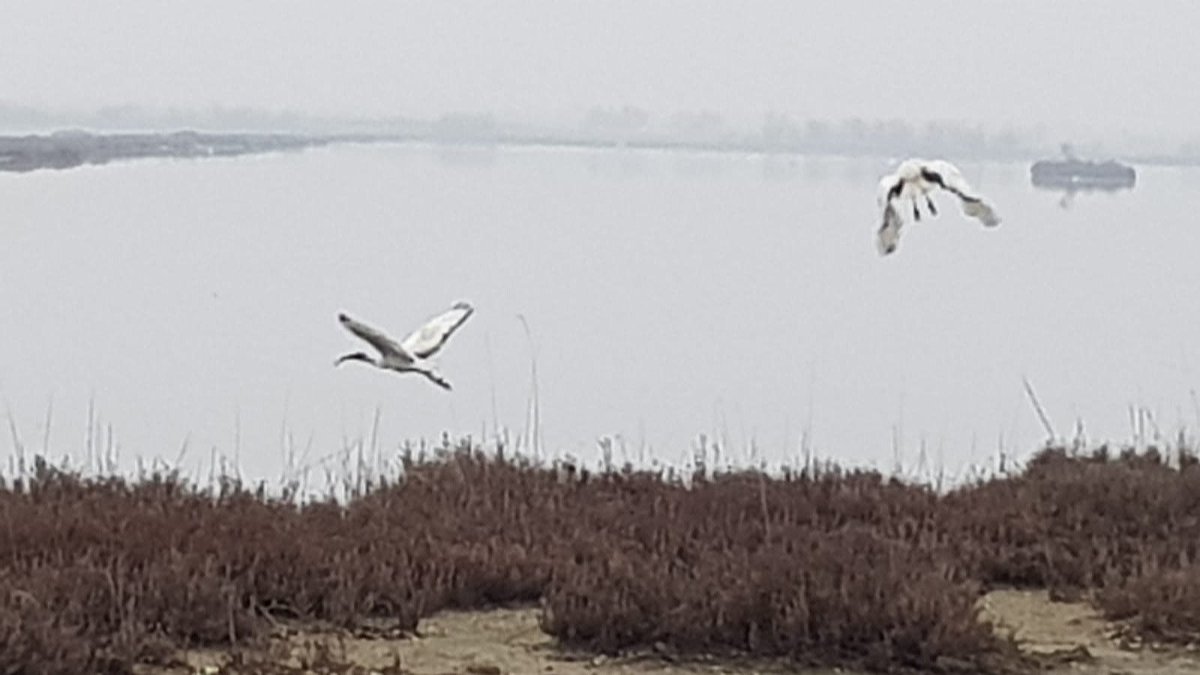 anboemo's tweet photo. .@VistaAnimals -
#isola di #GRADO #island -
Riserva #Naturalistica Regionale di #Valle #Cavanata #Cavanata - foto Gianluigi -
@abollis @azzur_farfalla @EnjoyNature @SuttoraM @CiriSince1978 @FlipRuth @gdfoxautore @LaConsiglieria @mariacr28250504 @giorgiobigi1 @LaCucinadiGioia https://t.co/ugemIfIUMD