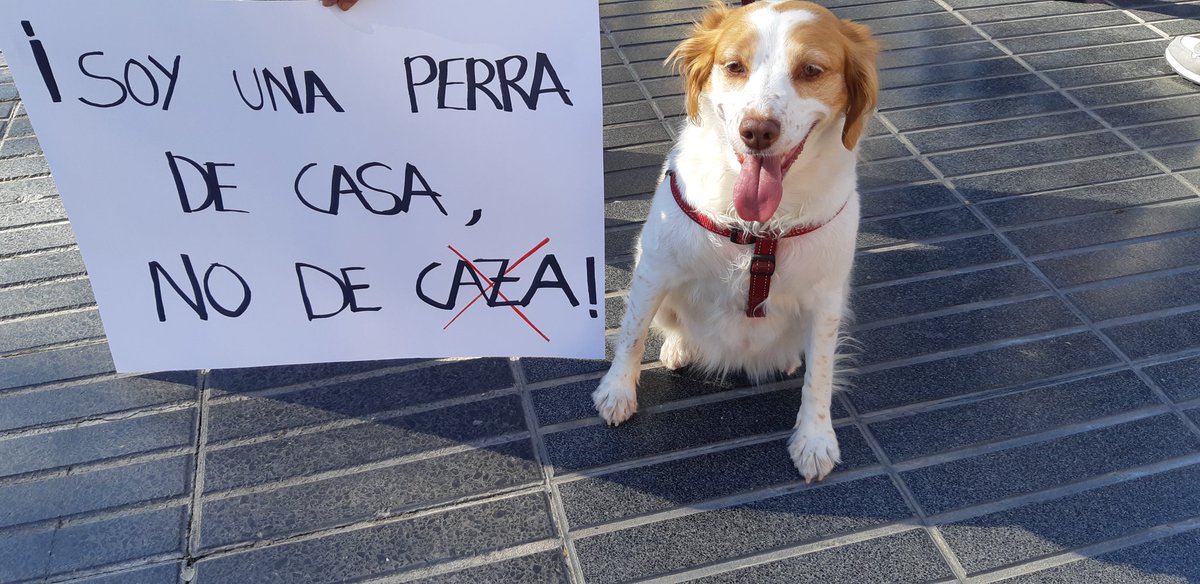 LorenaRion's tweet photo. ¡No a la caza! #stopcaza #freethegalgo #cazaesasesinato @plataforma_NAC @PartidoPACMA @FAADAorg @AnimaNaturalis @protemataro https://t.co/vvgAoarKI6